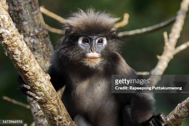 closed-up adult dusky leaf monkey, also known as spectacled langur, or spectacled leaf monkey, foraging on the tropical tree in nature of tropical moist montane forest - leaf monkey stock pictures, royalty-free photos & images