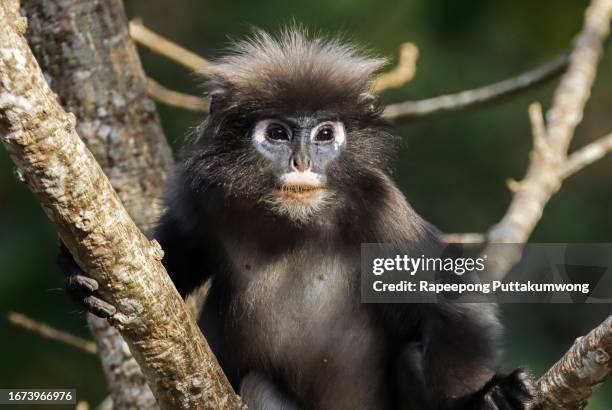 closed-up adult dusky leaf monkey, also known as spectacled langur, or spectacled leaf monkey, foraging on the tropical tree in nature of tropical moist montane forest - leaf monkey bildbanksfoton och bilder