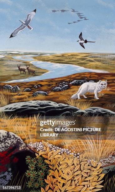 Landscape and fauna of the tundra. Drawing. News Photo - Getty Images Landscape and fauna of the tundra. Drawing. News Photo - Getty Images
