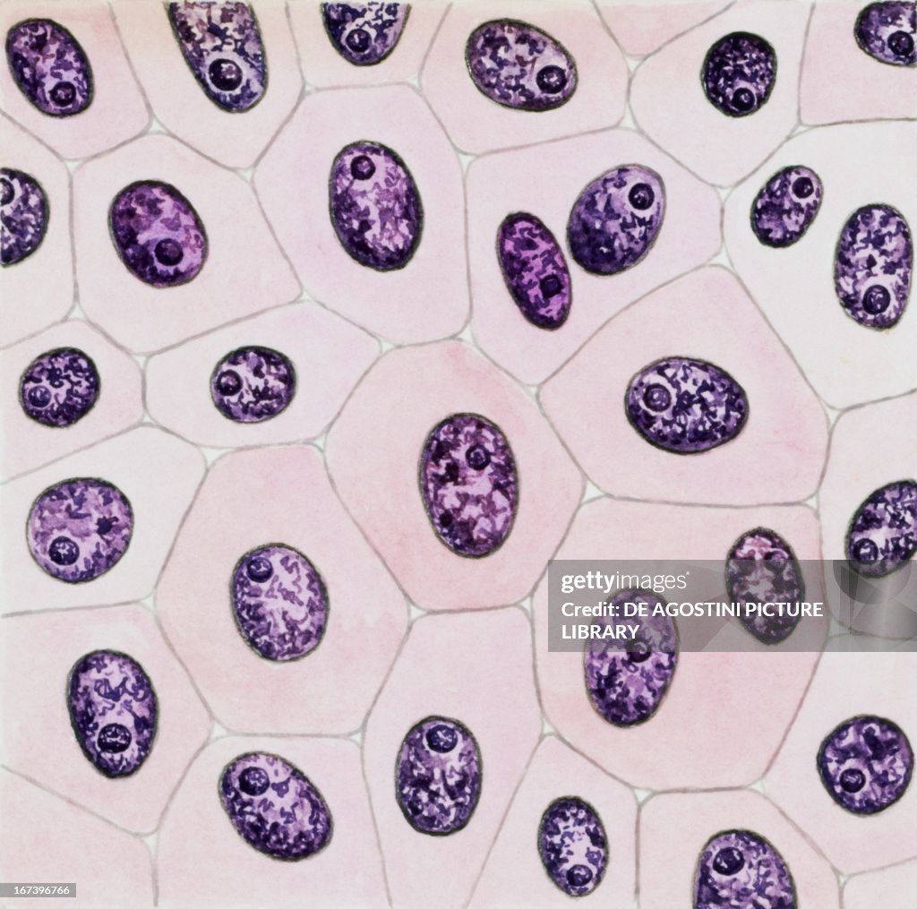 Polyhedral cells of animal tissue. News Photo - Getty Images