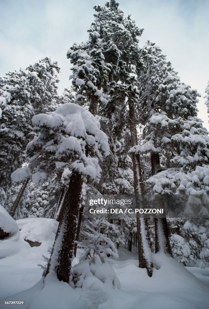 Snowy conifers, Kandersteg, Canton of Bern