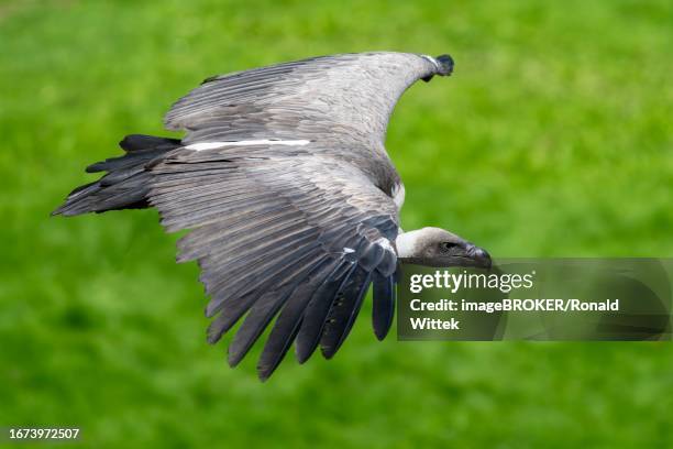 Vulture In Flight 334 Old World Vultures Stock Photos, High-Res Pictures, and Images ...