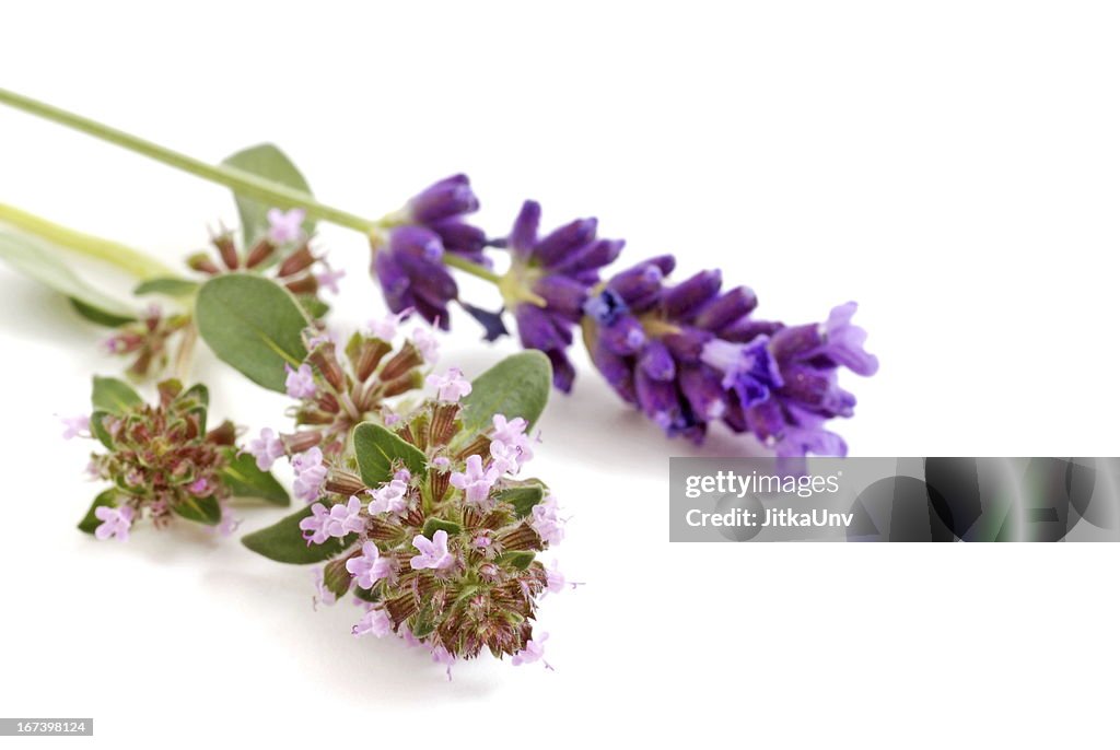 Lavender and oregano flower