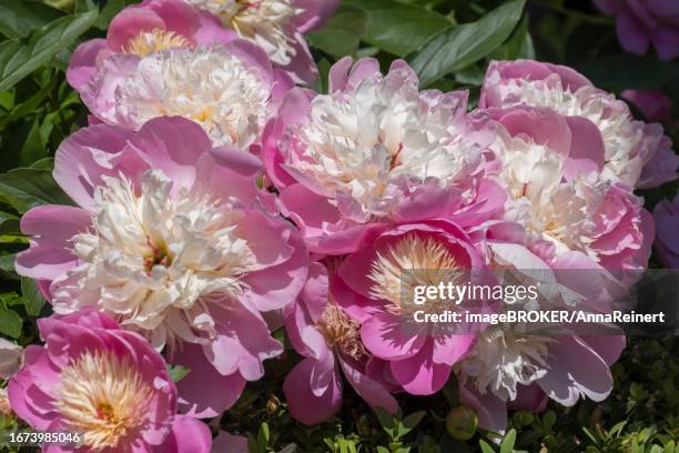 blossoms of a peony (peonia), lower saxony, germany - peonia 個照片及圖片檔