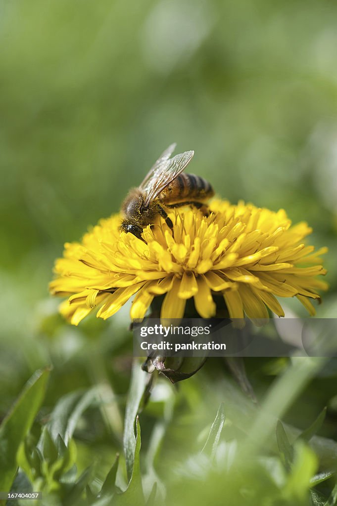 Image of Honey bee