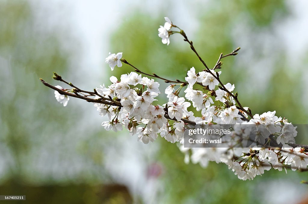 日本の春には桜