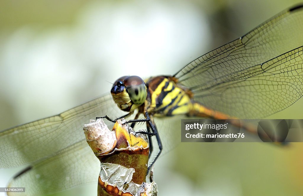 Dragonfly on a branch