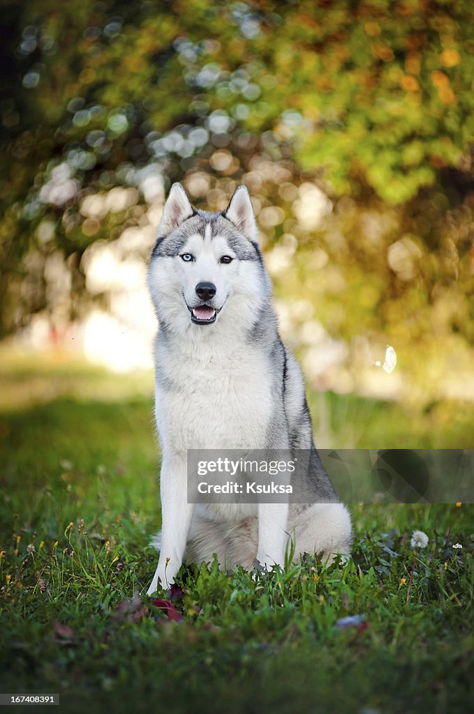 Dog husky sits and looks at the camera
