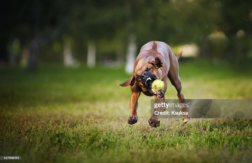 Dog ridgeback playing with ball