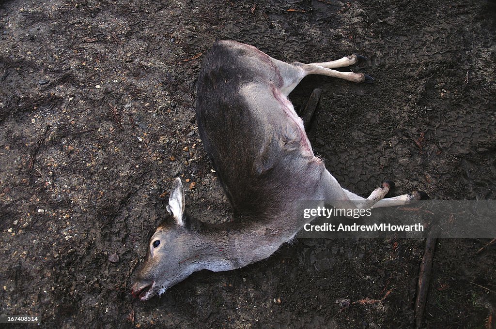 Dead deer on muddy track