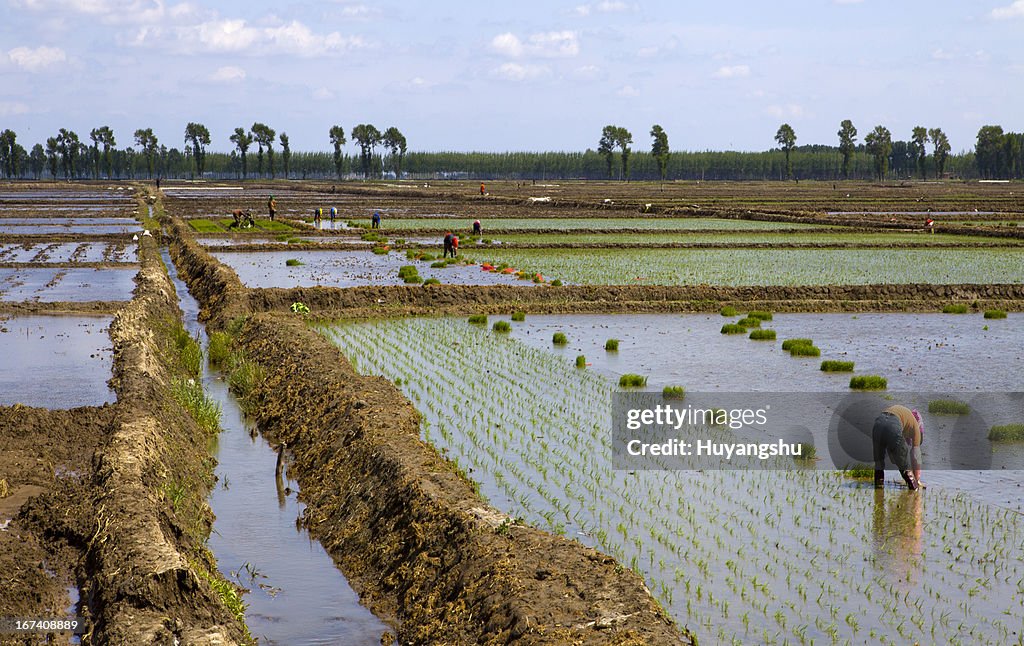Agricoltori che lavorano nelle piantagioni di riso Risaia