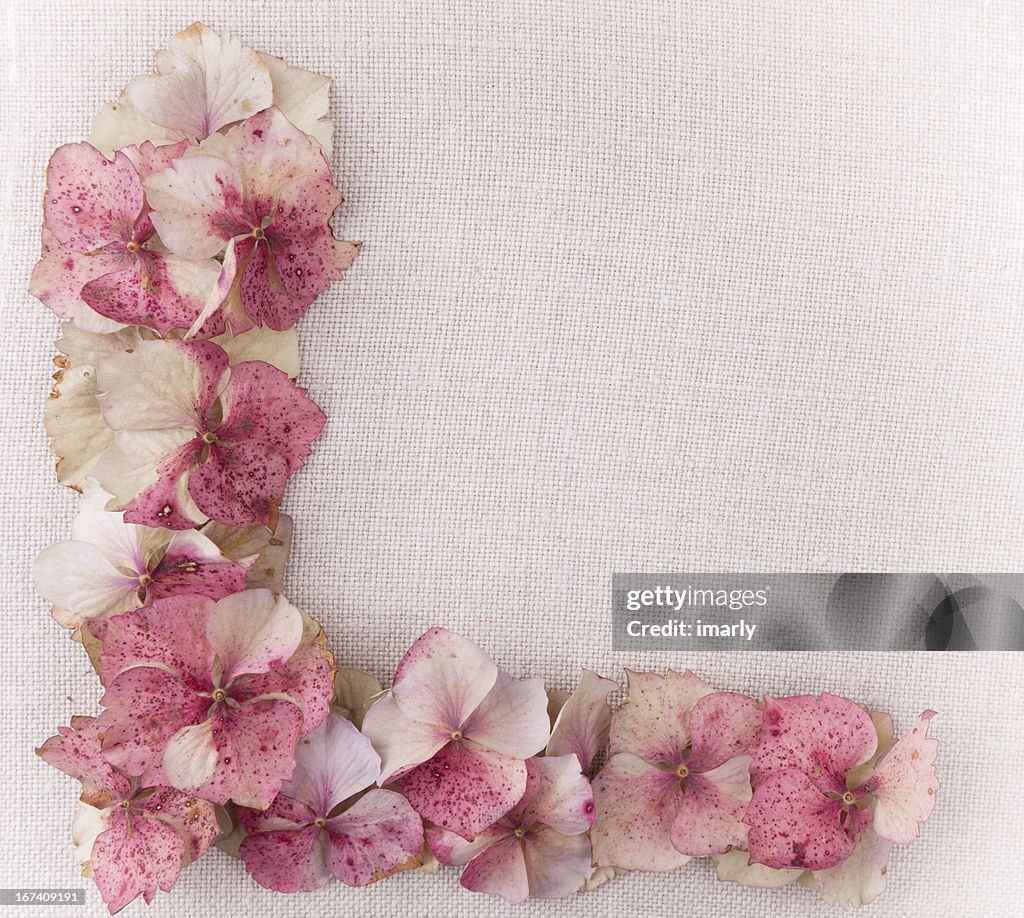 Hydrangea flower petals in bottom left corner