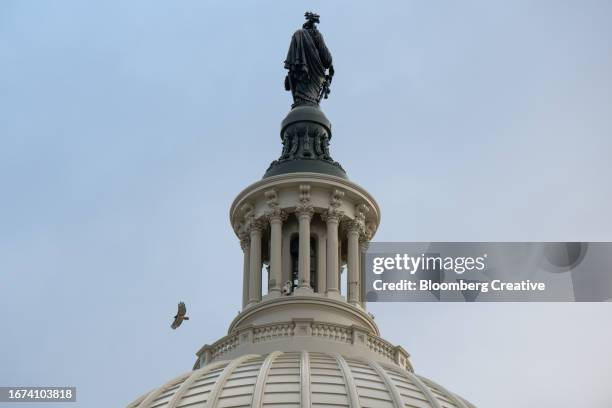 a hawk flying by the statue of freedom on the us capitol building - capitol hill winter stock pictures, royalty-free photos & images