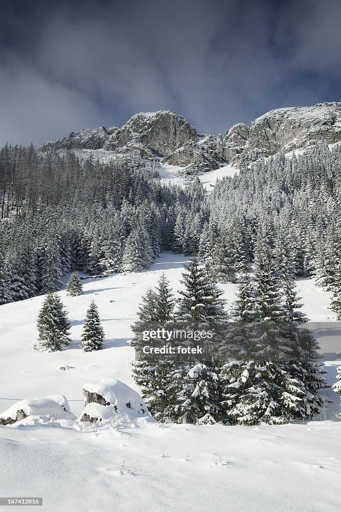 Winter landscape