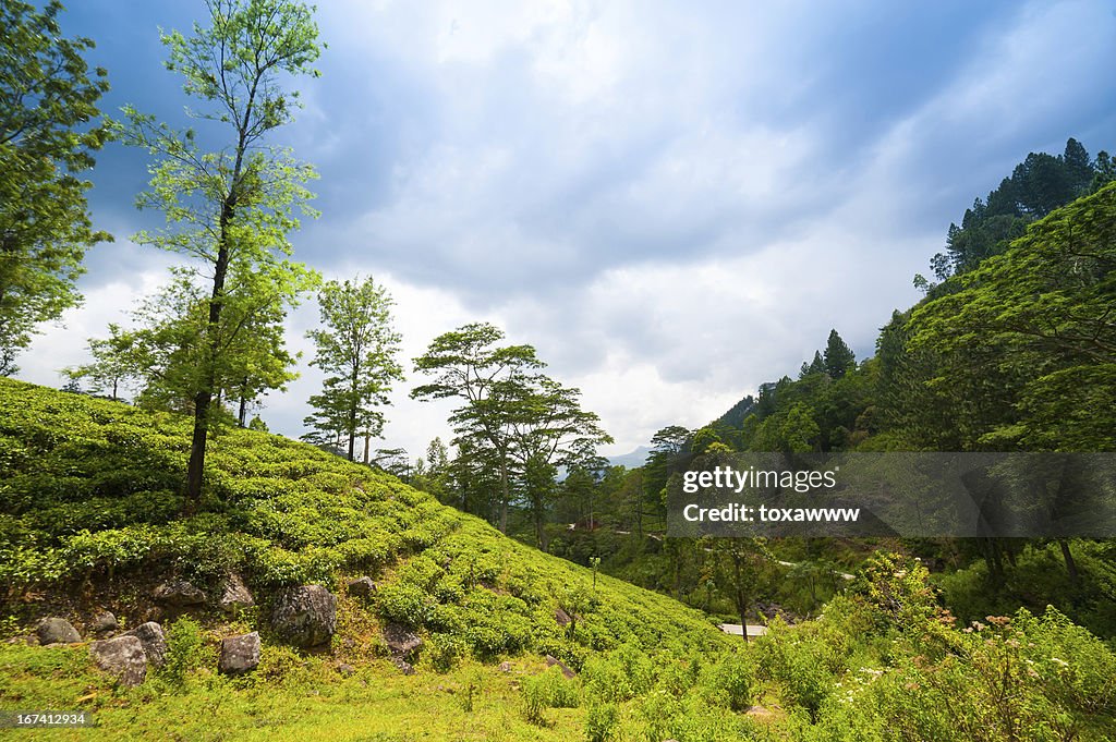 Mountain landscape with tea plantations