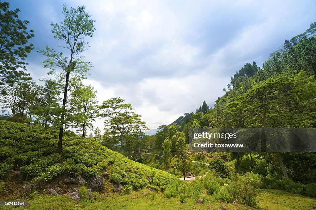 Mountain landscape with tea plantations