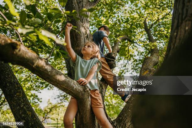 kids playing on a tree - buitenopname stockfoto's en -beelden
