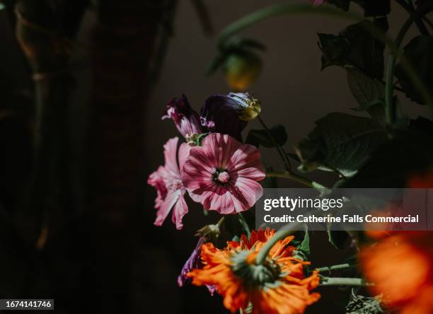 close-up of colourful flowers with a dark background - rosa violette parfumee photos et images de collection