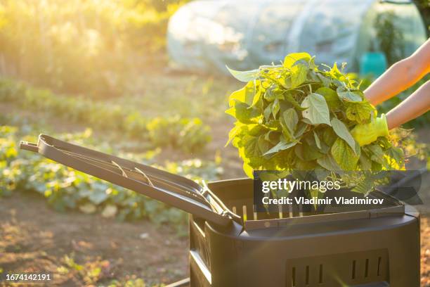 a unknown person putting plant wastage into a compost bin - vegetable garden stock pictures, royalty-free photos & images