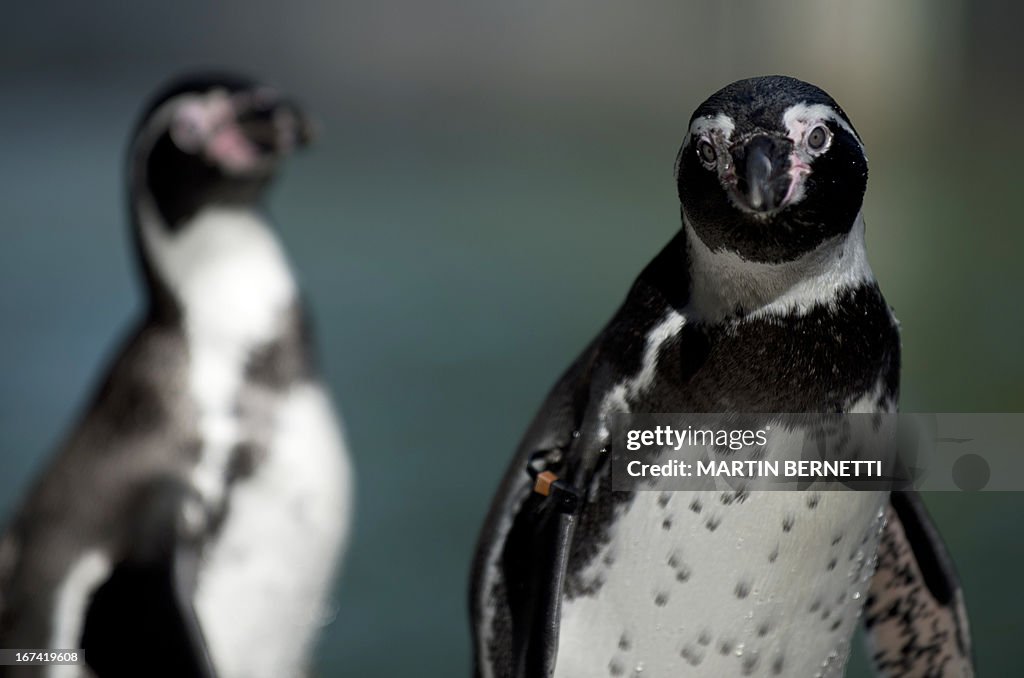 CHILE-ENVIRONMENT-PENGUINS