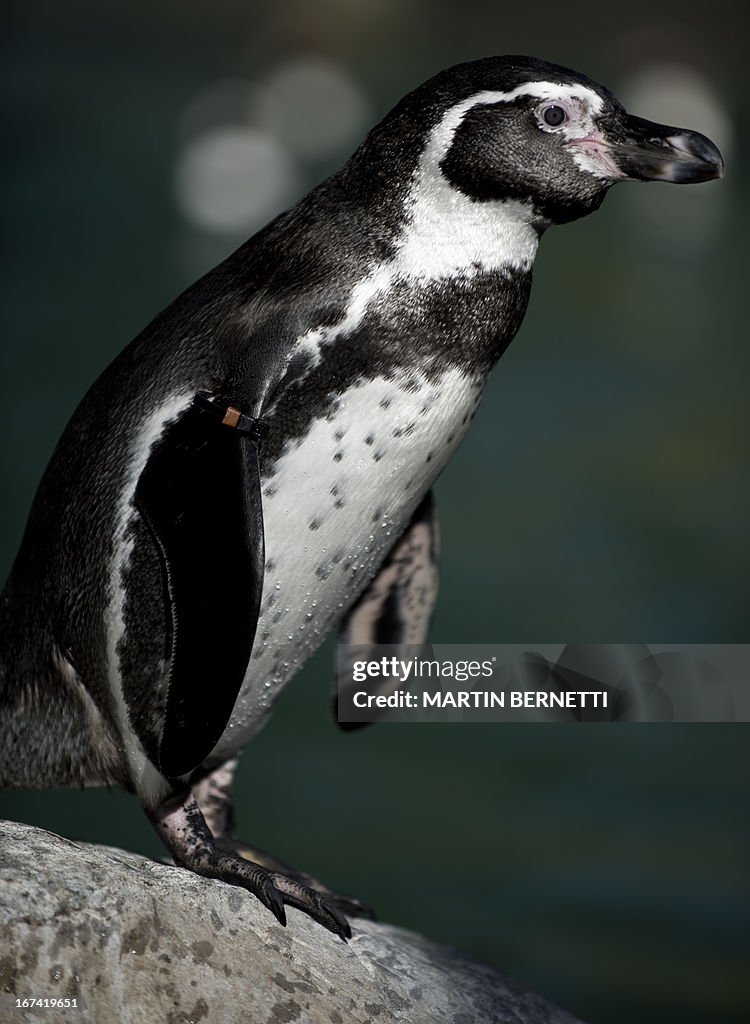 CHILE-ENVIRONMENT-PENGUINS