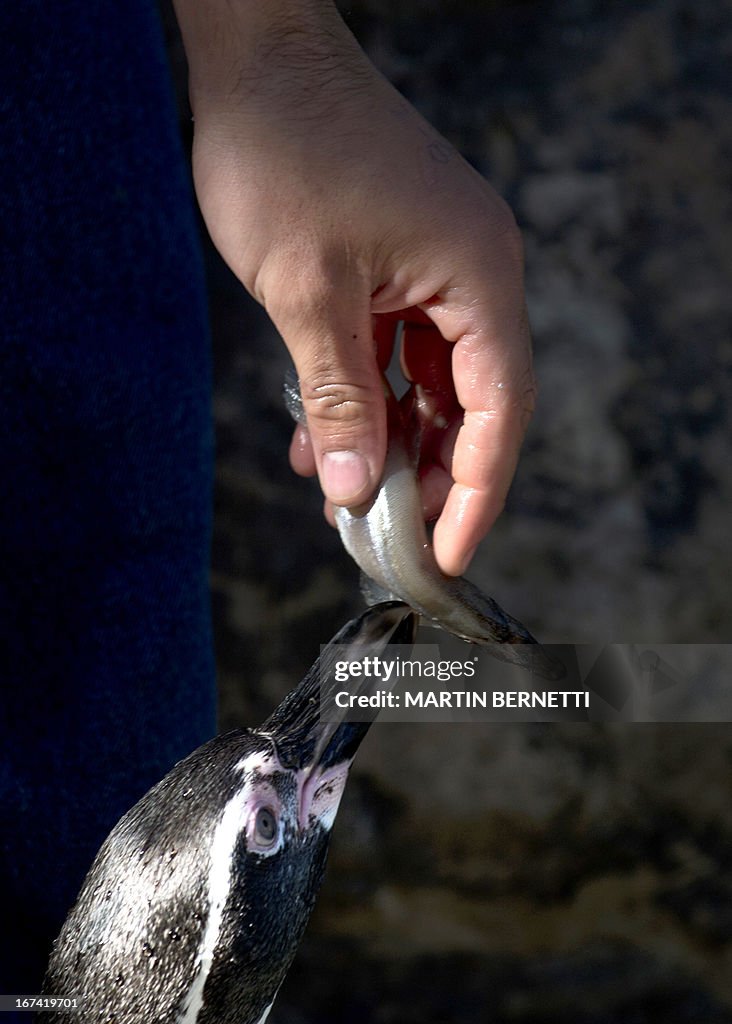 CHILE-ENVIRONMENT-PENGUINS