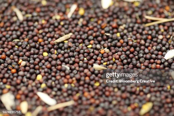 canola - canola stock pictures, royalty-free photos & images