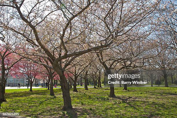 trees with pink and white buds atop green grass - flushing queens foto e immagini stock