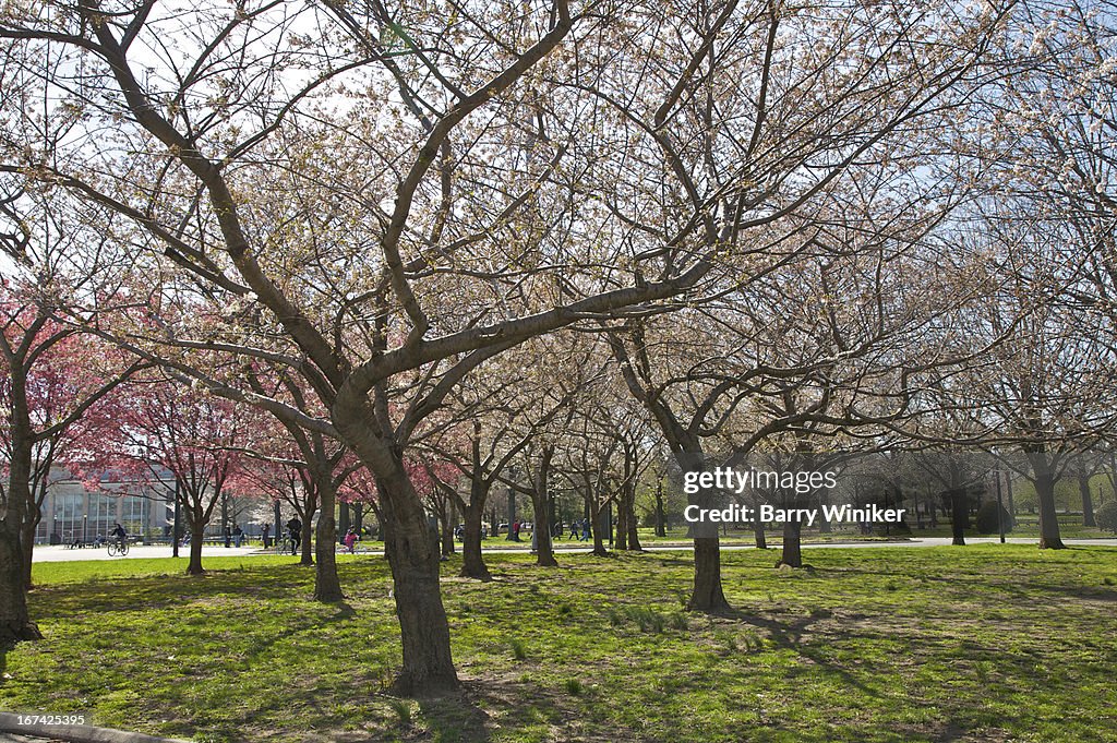 Trees with pink and white buds atop green grass