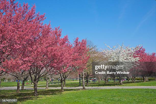 trees with pink and white buds under blue sky - flushing queens stock pictures, royalty-free photos & images