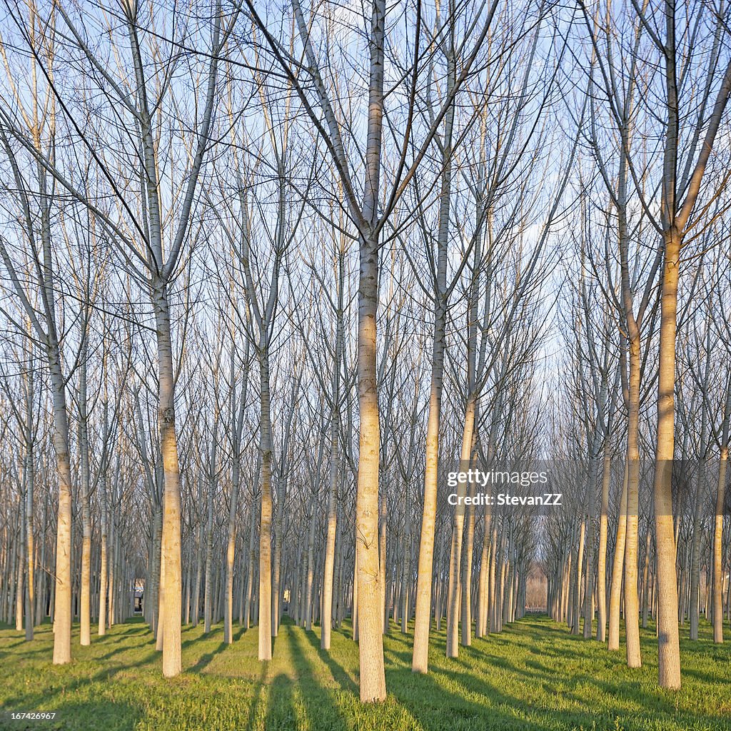 Poplar tree forest in winter. Emilia, Italy