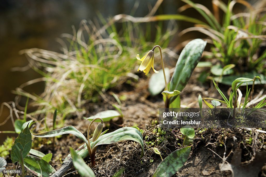 Erythronium americanum-Forellen Lily