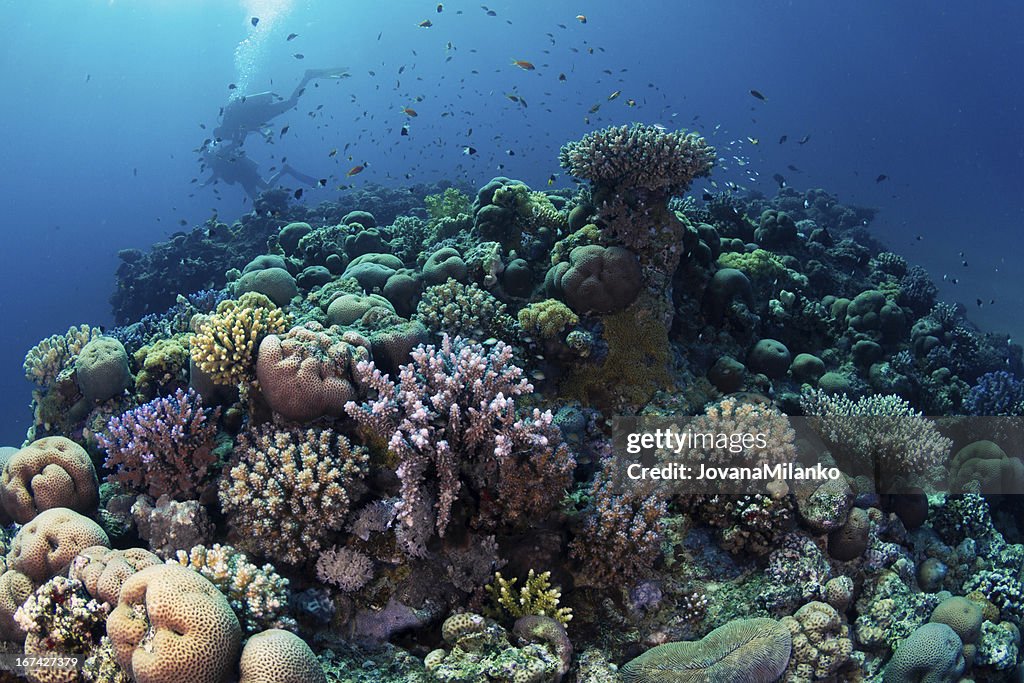 Scuba Diving at Coral Reef