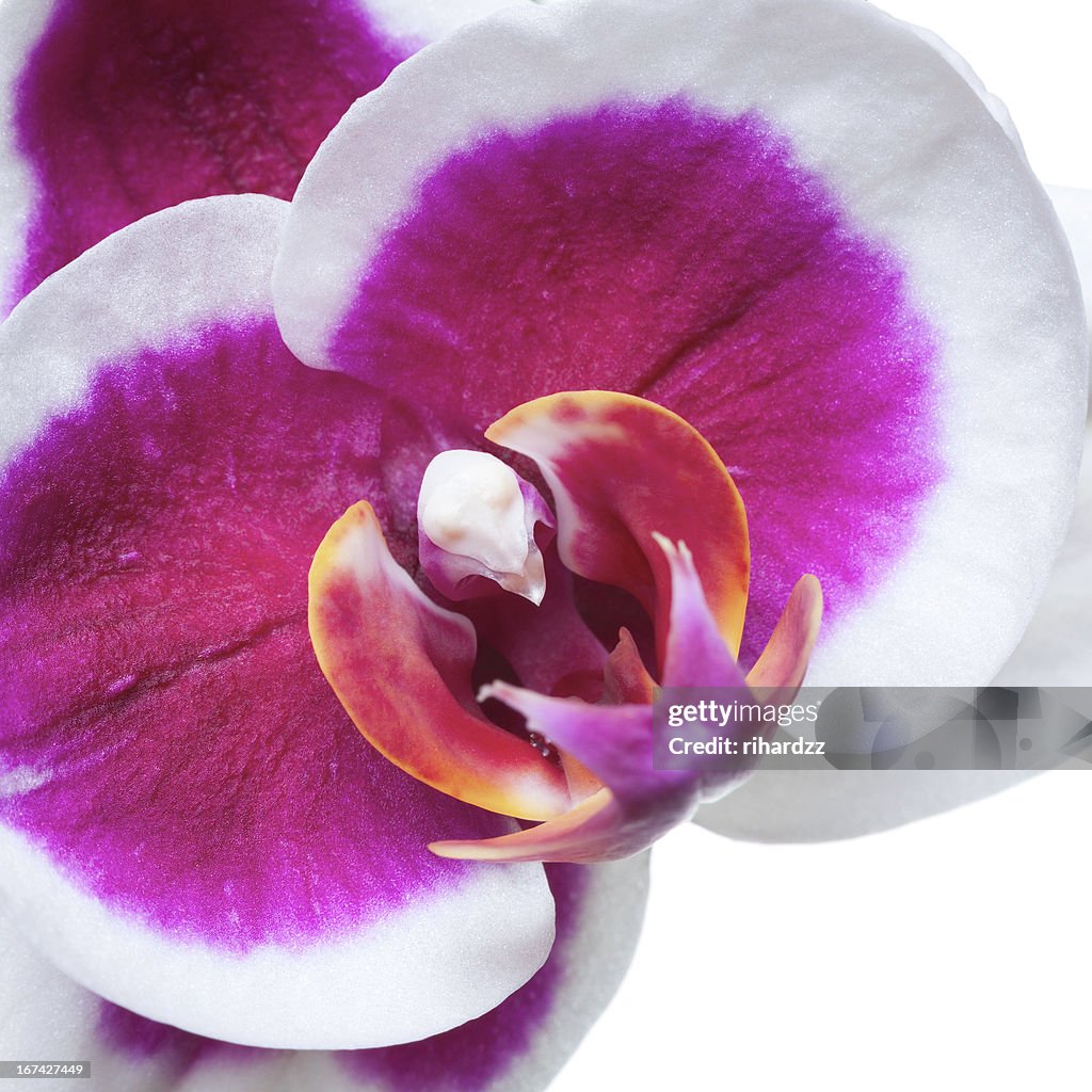 Orchidee Blume