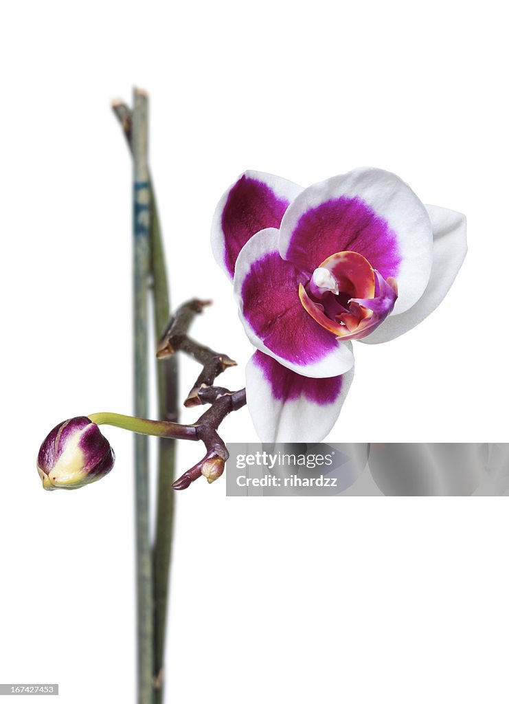 Orchideen Blumen