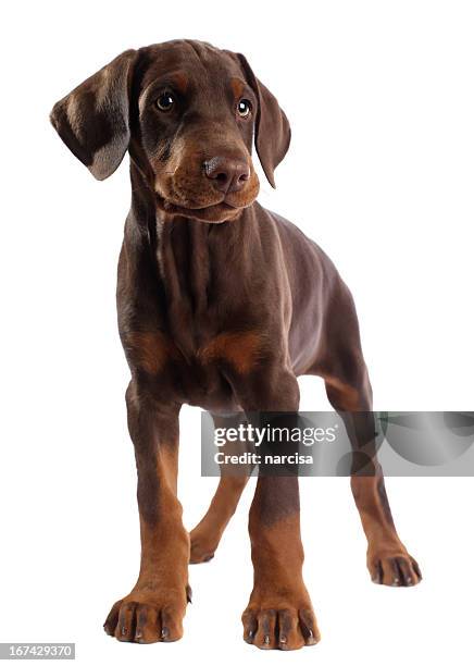 dobermann hund isoliert auf weiss - dobermann stock-fotos und bilder