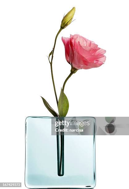 ピンク lisiantus ブルーの花瓶、ホワイト - 花瓶 ストックフォトと画像