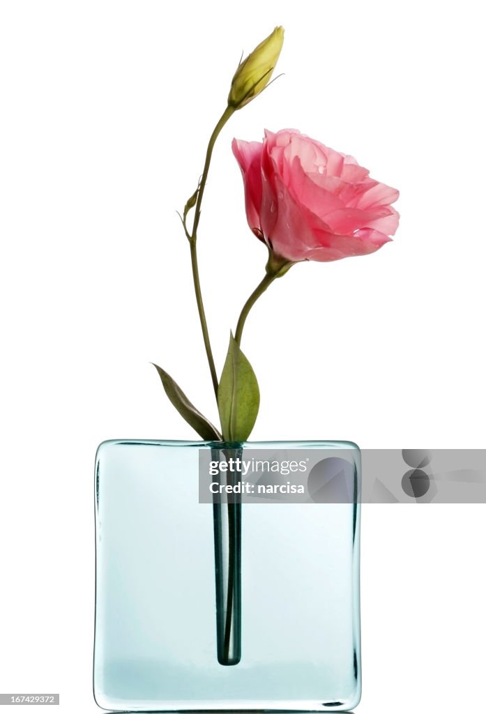 Pink lisiantus in blue vase on white