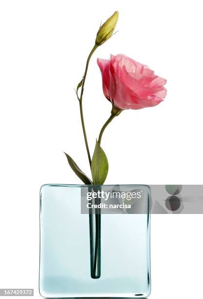 pink lisiantus in blue vase on white - lisianthus stock pictures, royalty-free photos & images