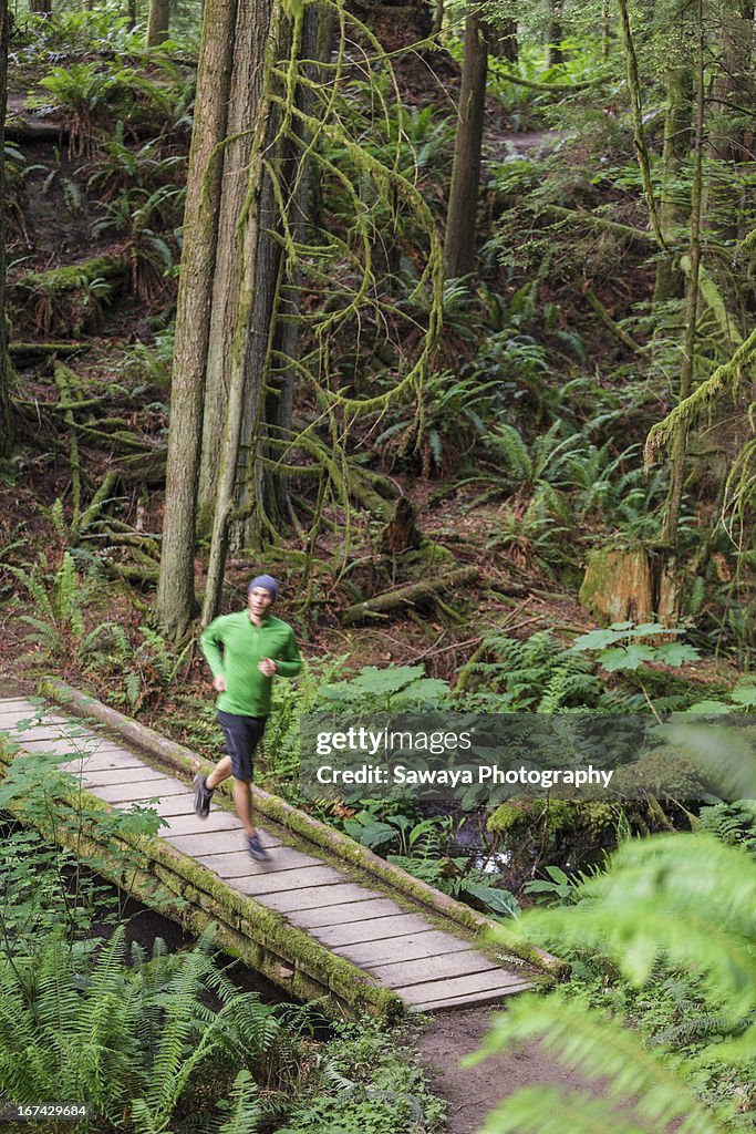 A man trail runs through old growth forest