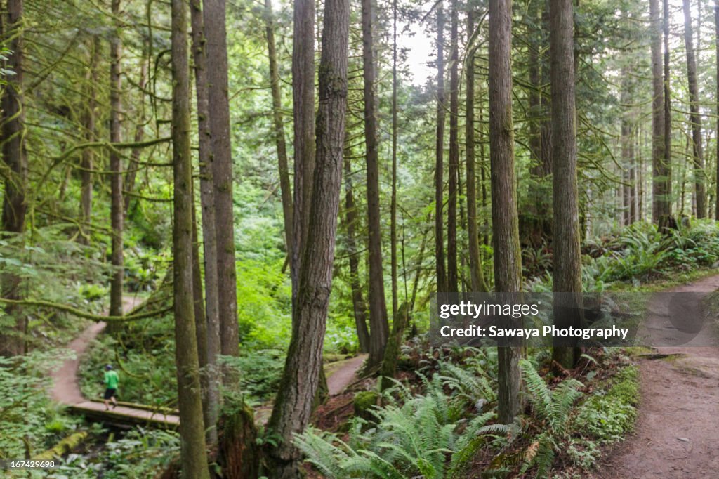 A man trail runs through old growth forest