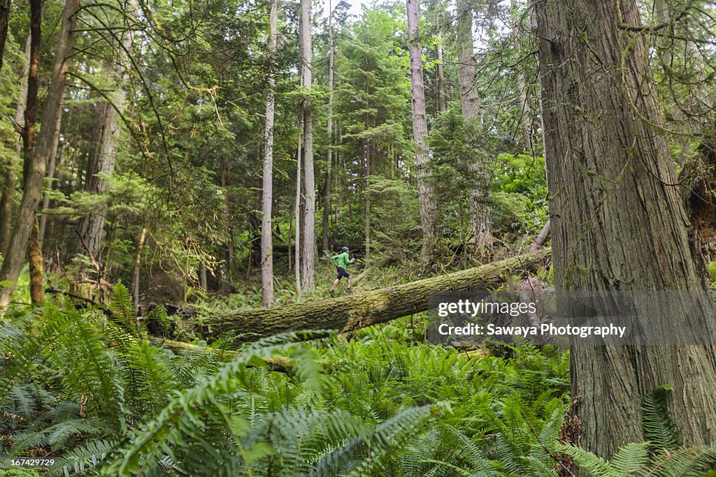 A man trail runs through old growth forest