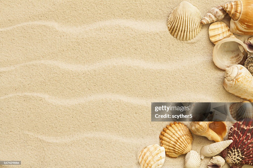 Muscheln mit sand als Hintergrund.