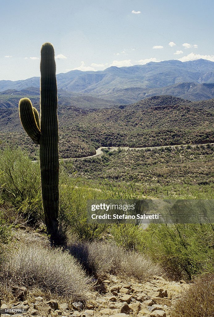 The lone saguaro