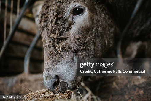 Close-up of a young grey bull munching on hay inside a barn