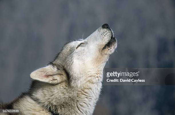 howling husky - huskies stock-fotos und bilder