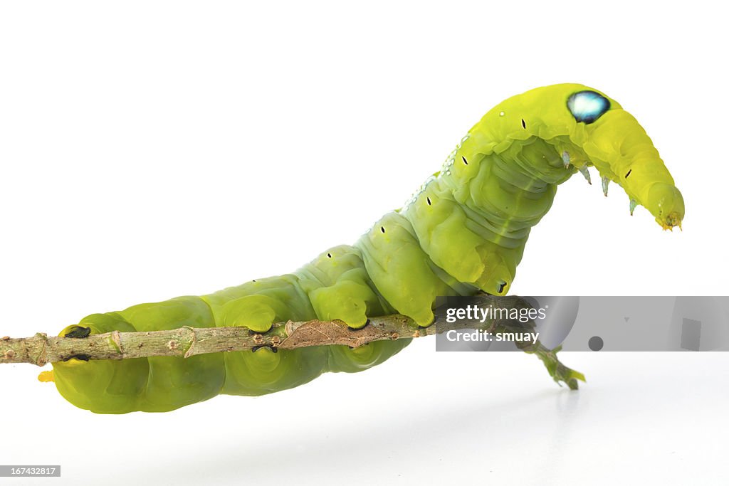 Green worm