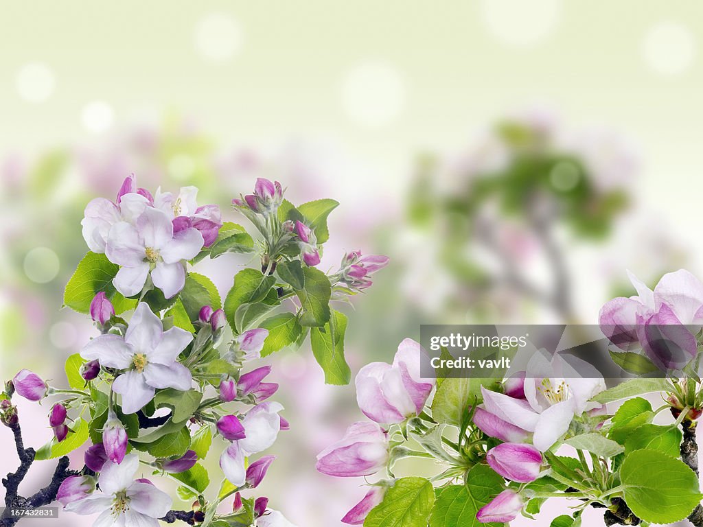 Rosa primavera concetto