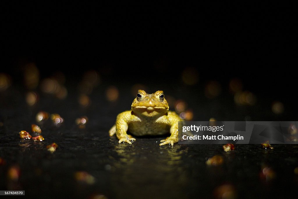 American Toad at Night in the Road