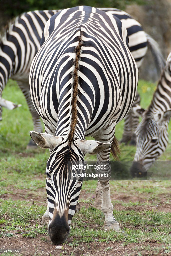 Zebra grazing